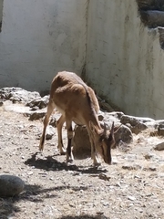 Capra hircus cretica