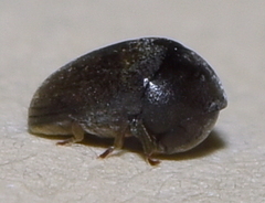 Tricorynus