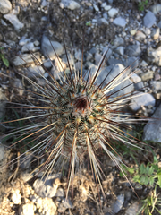 Echinocereus armatus
