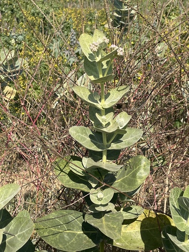 giant milkweed