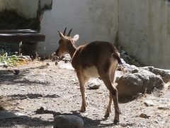 Capra hircus cretica