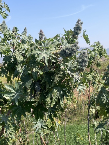 castor bean