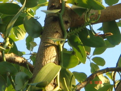 Vanilla planifolia