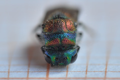 Chrysis bicolor