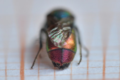 Chrysis bicolor