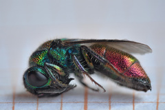 Chrysis bicolor