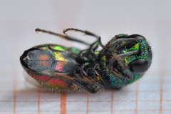 Chrysis bicolor