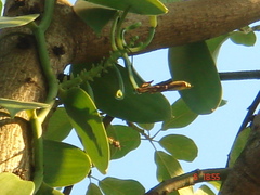 Vanilla planifolia