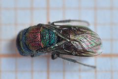 Chrysis bicolor