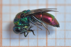 Chrysis bicolor