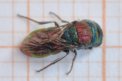 Chrysis bicolor