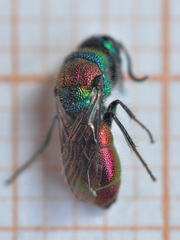 Chrysis bicolor
