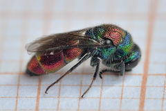 Chrysis bicolor