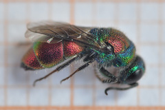 Chrysis bicolor