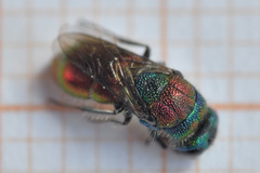 Chrysis bicolor