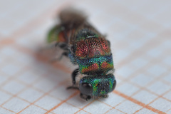 Chrysis bicolor