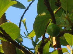 Vanilla planifolia