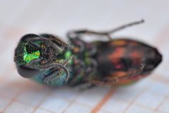 Chrysis bicolor
