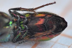 Chrysis bicolor
