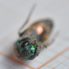 Chrysis bicolor