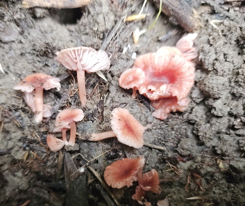 Laccaria tortilis · February 2025 · photo: © tyler_mcbeth (iNaturalist, cc-by-nc)