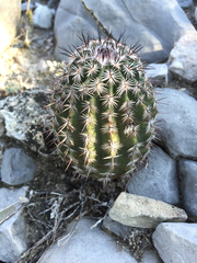 Echinocereus armatus