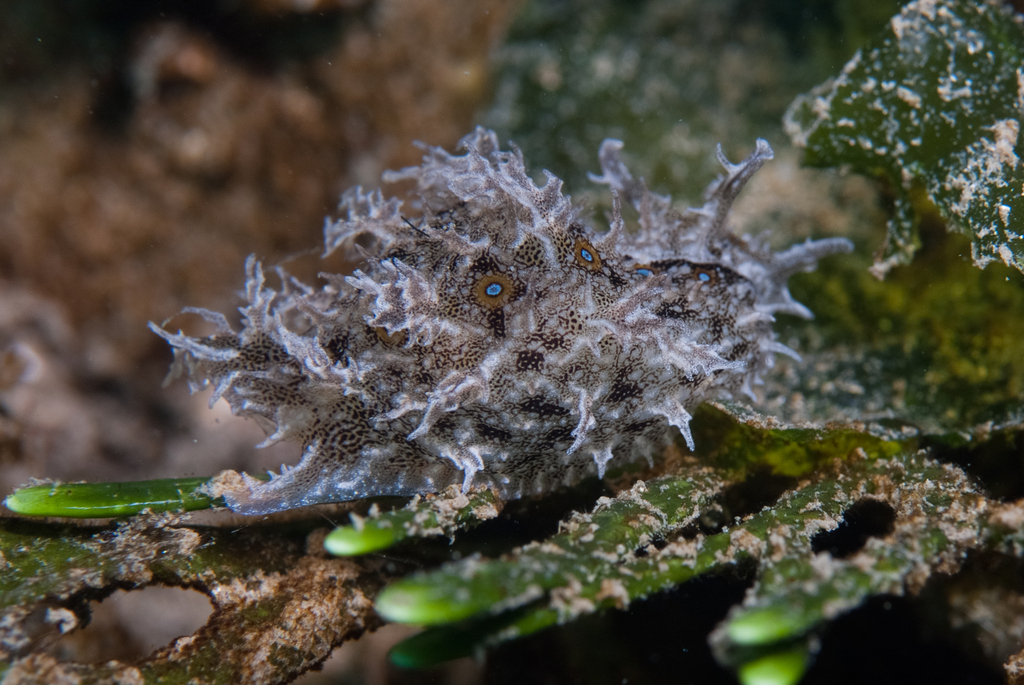 Bursatella africana