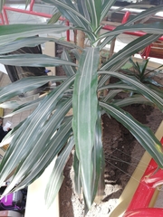 Dracaena