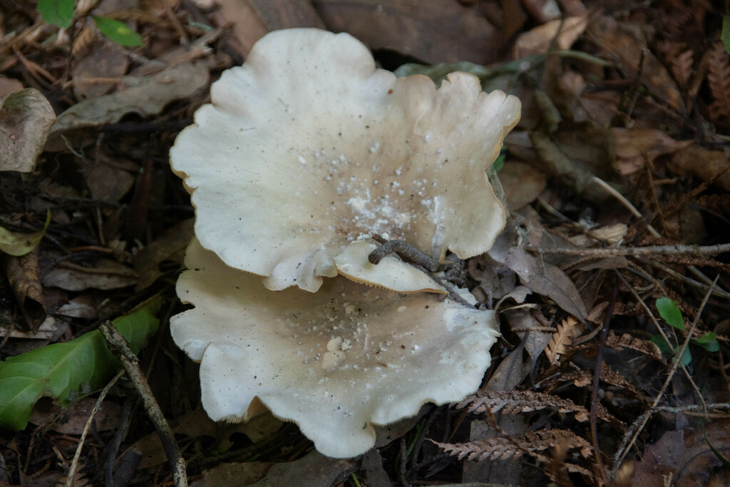 Clitocybe nebularis · February 2025 · photo: © lobotaniser (iNaturalist, cc-by-nc)