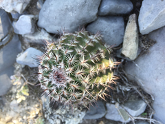 Echinocereus armatus
