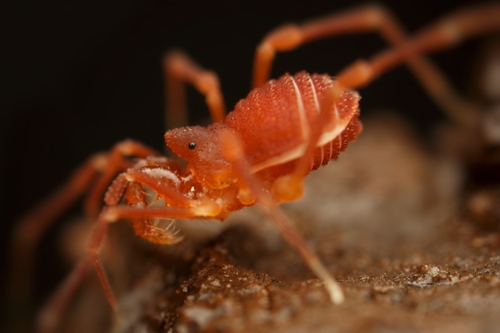 Sitalcina sura