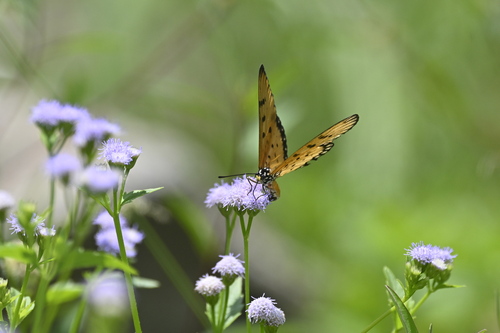 Tawny Coster photo 5