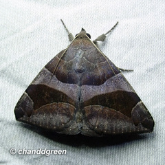 Bastilla arcuata