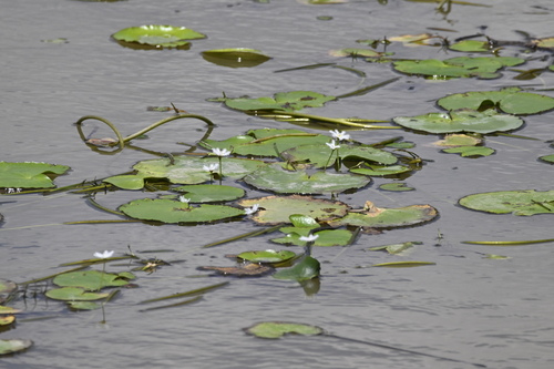 Nymphoides indica