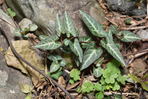 Tuber fleeceflower (Reynoutria multiflora)