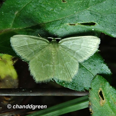 Idiochlora minuscula