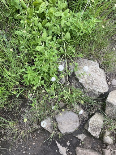 Dragon Scabious (Scabiosa drakensbergensis)