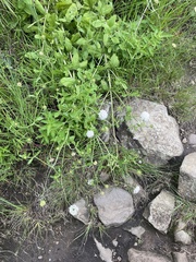 Scabiosa drakensbergensis