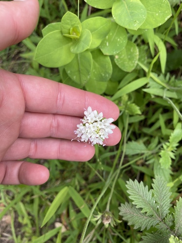 Scabiosa drakensbergensis, photograph 2