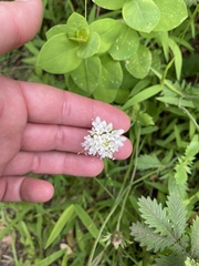 Scabiosa drakensbergensis, photograph (c) Sunčana Bradley, some rights reserved (CC BY)