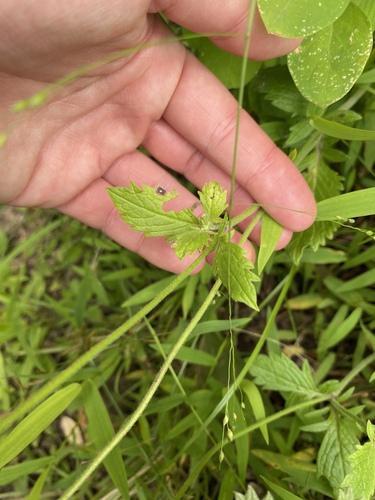 Scabiosa drakensbergensis, photograph 3