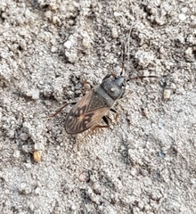 Megalonotus sabulicola