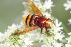 Volucella zonaria