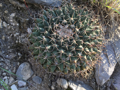 Mammillaria meiacantha