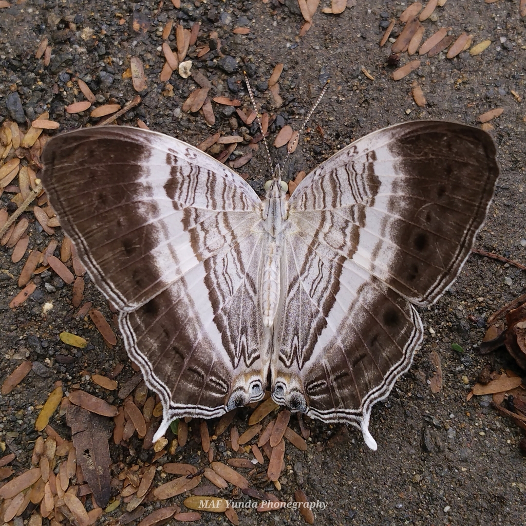 Cyrestis paulinus
