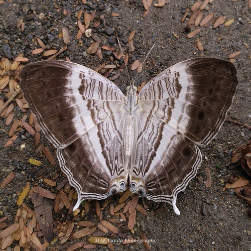 Cyrestis paulinus