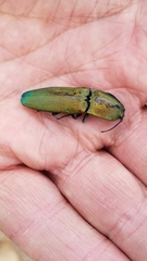 Chalcolepidius smaragdinus