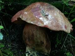 Boletus michoacanus