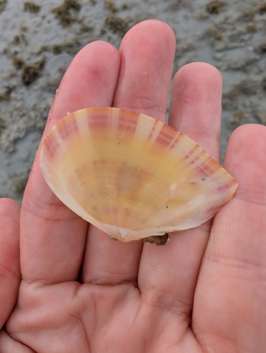 Tellinella virgata, 2025-02-10