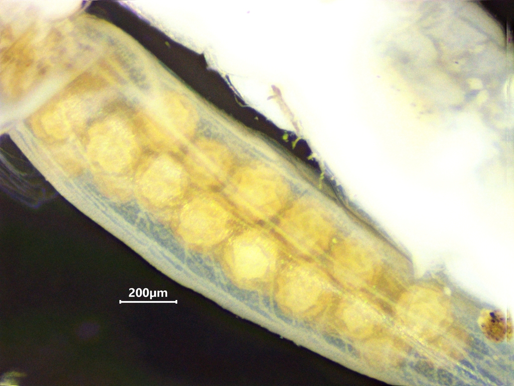 Streptocephalus namibiensis